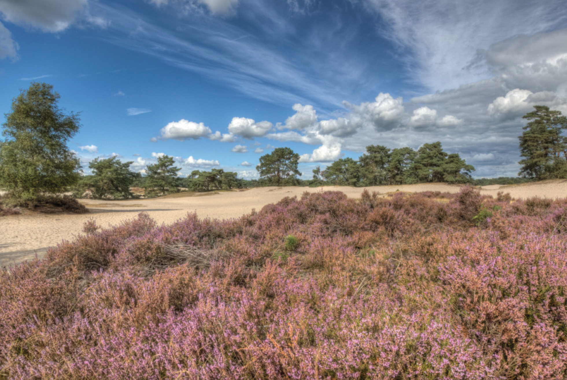 Locatie: Overbeeklaan 14 in Velp. Bij de vijver met het muziekpaviljoen.